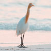 Maldives - Images and Photographs of Maldive
