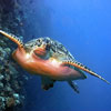 Maldives Attractions
