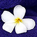 Discover Maldives 